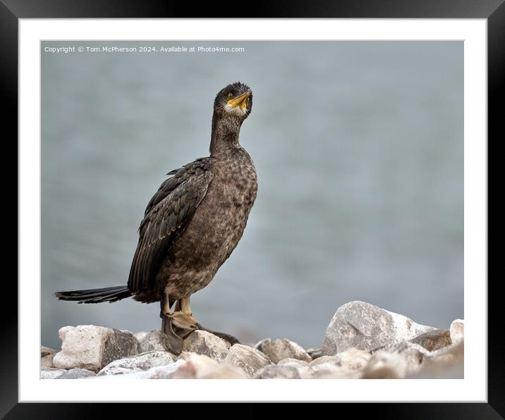 European Shag Framed Mounted Print by Tom McPherson