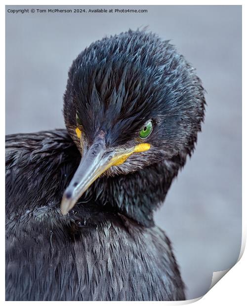 European Shag Print by Tom McPherson