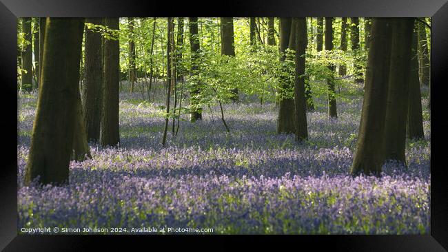  sunlit Bluebell woodland  Framed Print by Simon Johnson