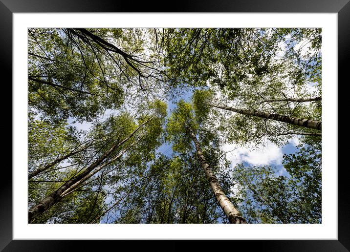 Up in the trees Framed Mounted Print by Glen Allen