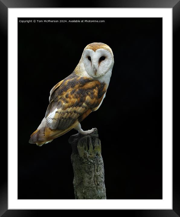 Barn Owl Framed Mounted Print by Tom McPherson