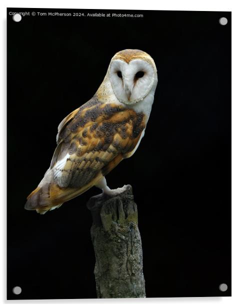 Barn Owl Acrylic by Tom McPherson