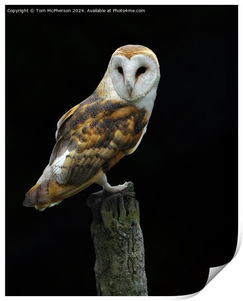 Barn Owl Print by Tom McPherson