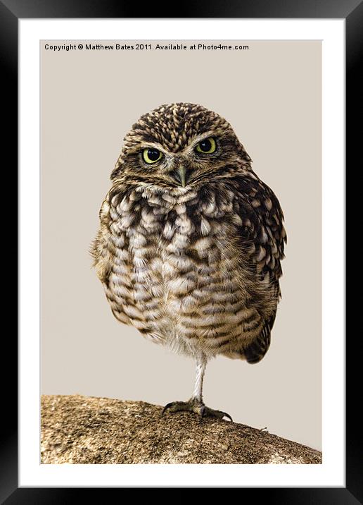 Little Owl (Athene Noctua) Framed Mounted Print by Matthew Bates
