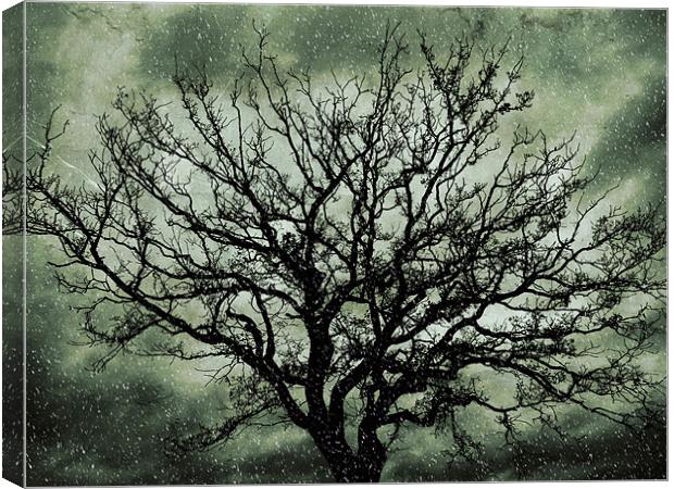 blizzard tree Canvas Print by Heather Newton