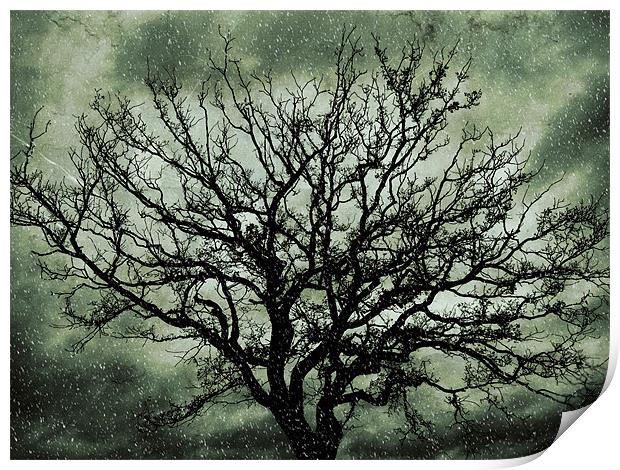 blizzard tree Print by Heather Newton