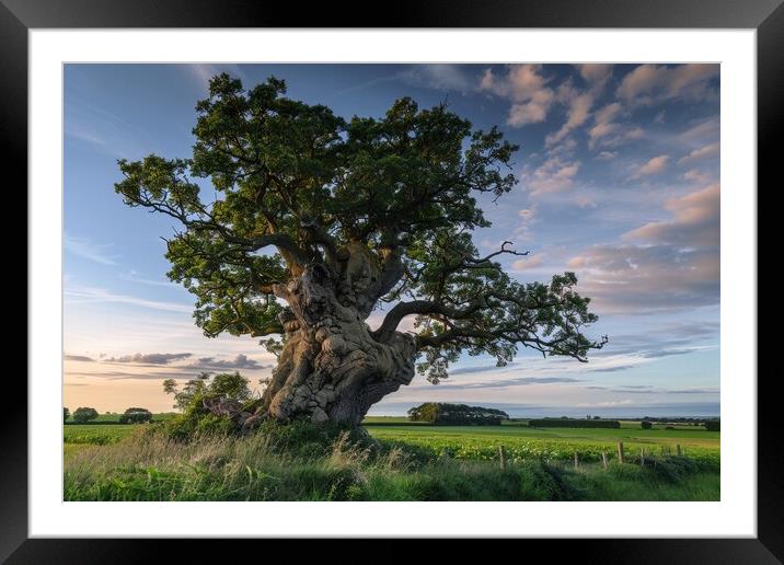 A very old gnarled tree stands in a meadow in the sunset. Framed Mounted Print by Michael Piepgras
