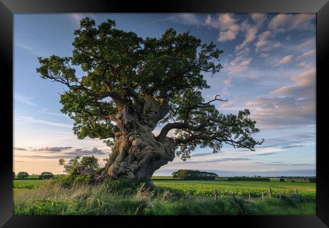 A very old gnarled tree stands in a meadow in the sunset. Framed Print by Michael Piepgras