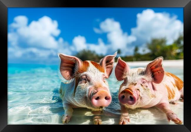 Happy pigs bathe in the ocean in a tropical paradise. Framed Print by Michael Piepgras