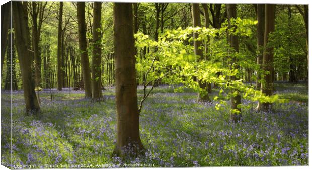 sunlit tree and Bluebells Canvas Print by Simon Johnson