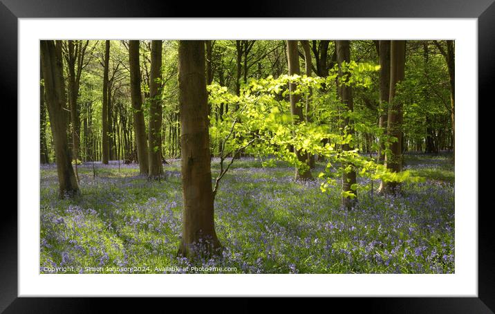 sunlit tree and Bluebells Framed Mounted Print by Simon Johnson