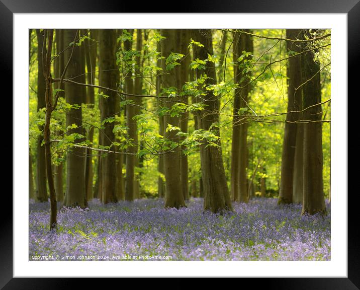 bluebell woodland Framed Mounted Print by Simon Johnson
