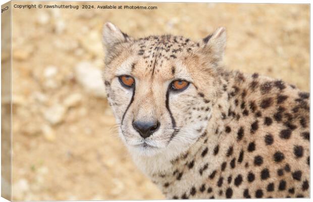 Face of the Wild: Cheetah's Intense Look Canvas Print by rawshutterbug 
