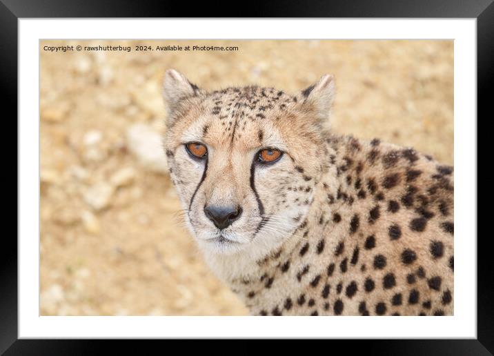 Face of the Wild: Cheetah's Intense Look Framed Mounted Print by rawshutterbug 