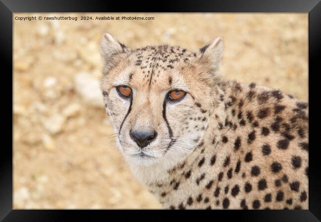 Face of the Wild: Cheetah's Intense Look Framed Print by rawshutterbug 