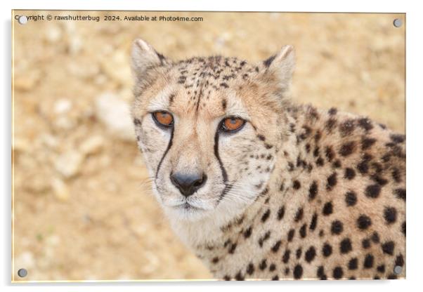 Face of the Wild: Cheetah's Intense Look Acrylic by rawshutterbug 