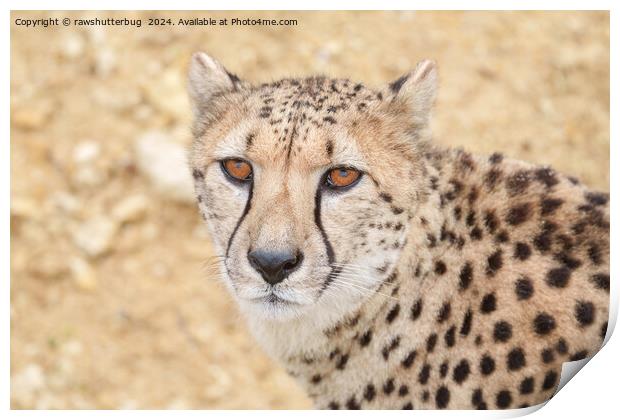 Face of the Wild: Cheetah's Intense Look Print by rawshutterbug 
