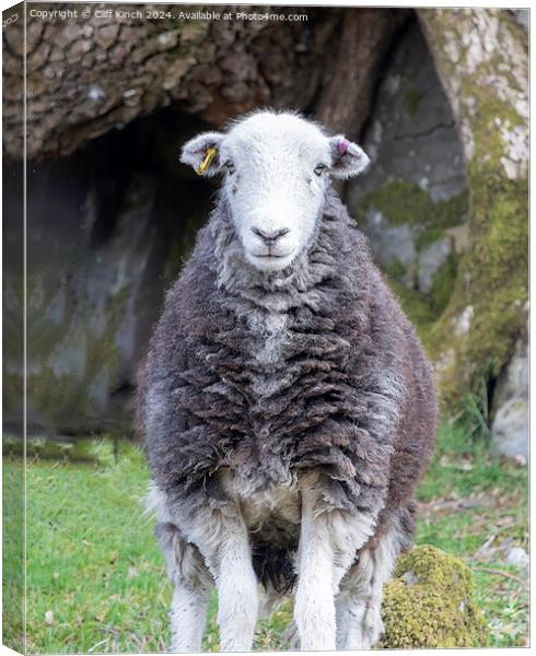 Herdwick sheep Canvas Print by Cliff Kinch