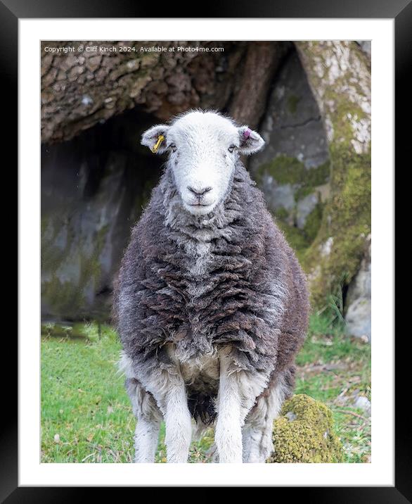 Herdwick sheep Framed Mounted Print by Cliff Kinch