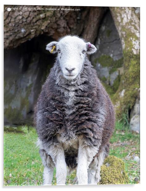 Herdwick sheep Acrylic by Cliff Kinch