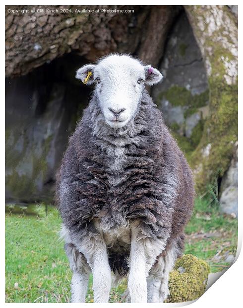 Herdwick sheep Print by Cliff Kinch