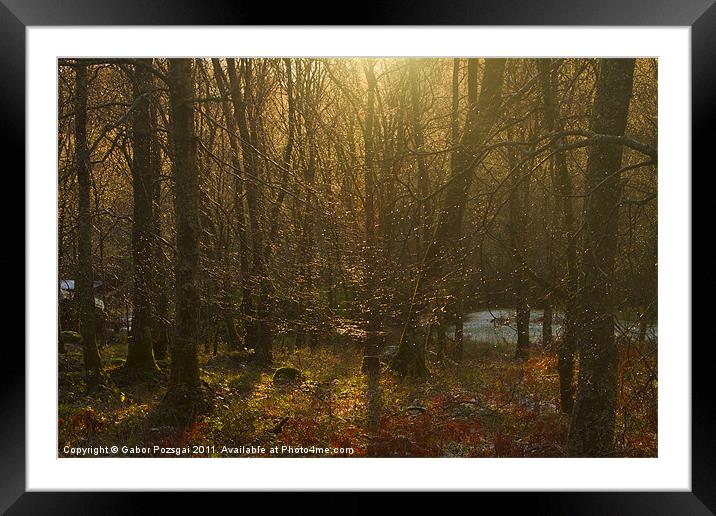 Sun and trees Framed Mounted Print by Gabor Pozsgai