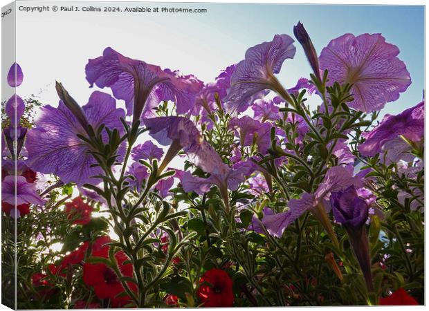 Petunias In Early Morning Sunlight Canvas Print by Paul J. Collins