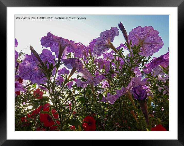 Petunias In Early Morning Sunlight Framed Mounted Print by Paul J. Collins
