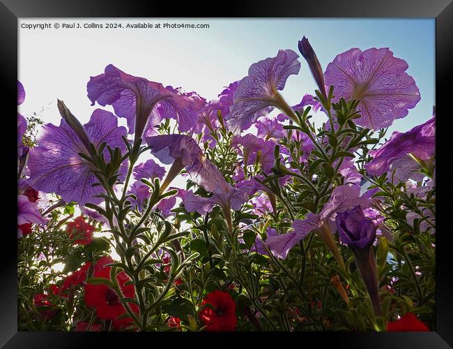 Petunias In Early Morning Sunlight Framed Print by Paul J. Collins
