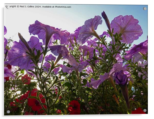 Petunias In Early Morning Sunlight Acrylic by Paul J. Collins