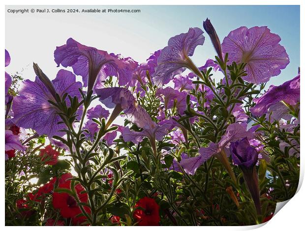Petunias In Early Morning Sunlight Print by Paul J. Collins