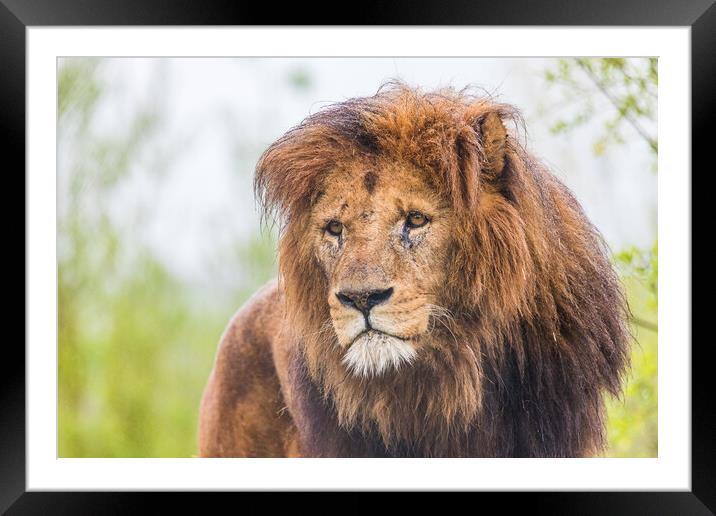 Portrait of a male African Lion Framed Mounted Print by Jason Wells