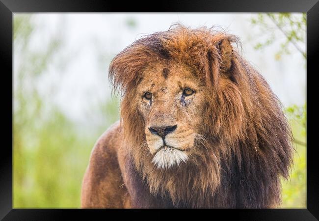Portrait of a male African Lion Framed Print by Jason Wells