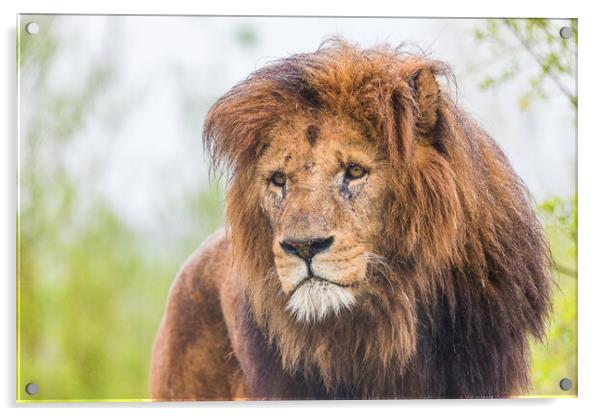Portrait of a male African Lion Acrylic by Jason Wells
