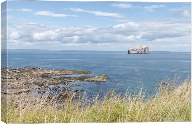 Bass Rock Nature Reserve in the Firth of Forth, Bass Rock, Scotland Canvas Print by Dave Collins