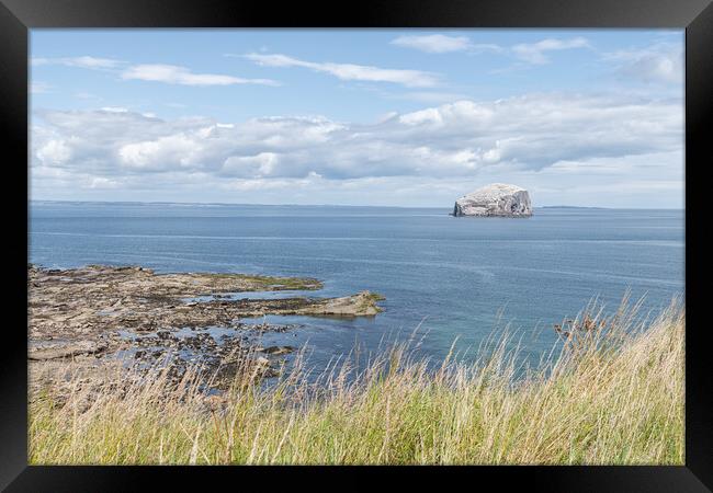 Bass Rock Nature Reserve in the Firth of Forth, Bass Rock, Scotland Framed Print by Dave Collins