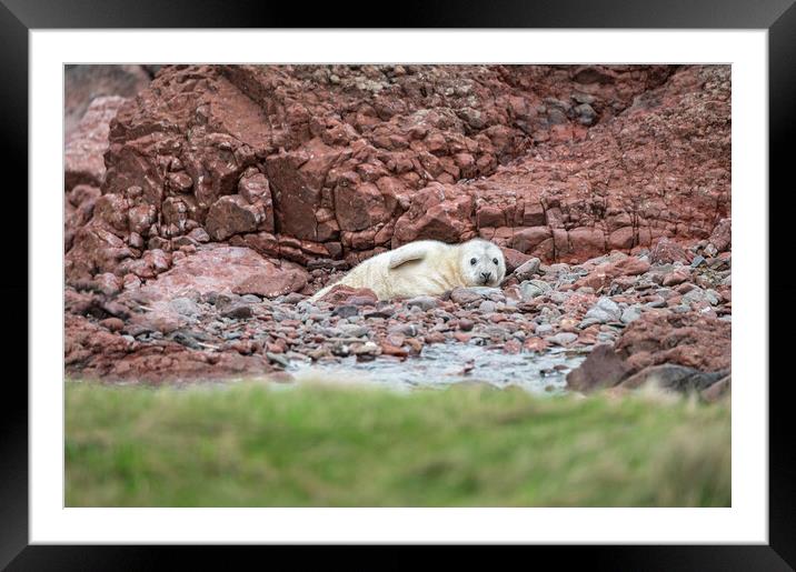 Grey Seal pup on the rocky beach at St Abbs Head, Scotland, UK Framed Mounted Print by Dave Collins