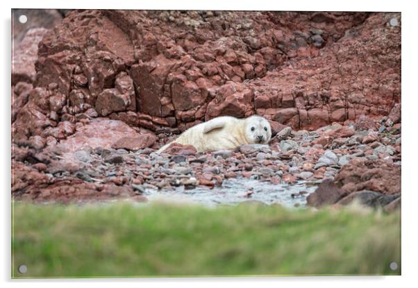 Grey Seal pup on the rocky beach at St Abbs Head, Scotland, UK Acrylic by Dave Collins