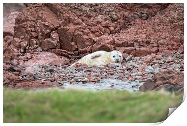 Grey Seal pup on the rocky beach at St Abbs Head, Scotland, UK Print by Dave Collins