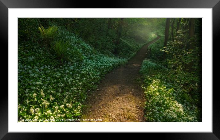 Meander through the wild garlic Framed Mounted Print by Clive Ingram