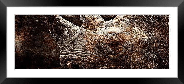 Black Rhinoceros Framed Mounted Print by Celtic Origins