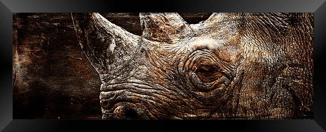 Black Rhinoceros Framed Print by Celtic Origins