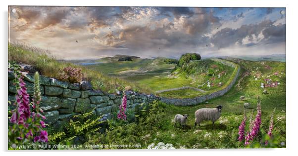 Hadrians Wall near Houseteads Roman Fort, Northumb Acrylic by Paul E Williams