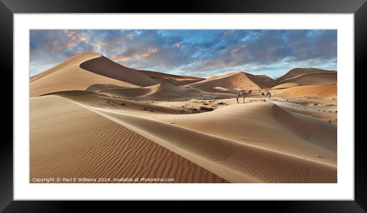 Camels in the Erg Chebbi Sand Dunes, Sahara, Morocco. Framed Mounted Print by Paul E Williams
