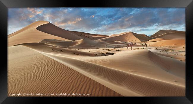 Camels in the Erg Chebbi Sand Dunes, Sahara, Morocco. Framed Print by Paul E Williams
