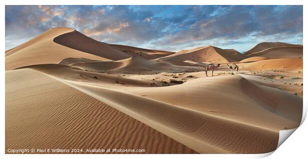 Camels in the Erg Chebbi Sand Dunes, Sahara, Morocco. Print by Paul E Williams