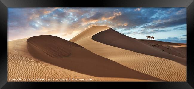 Camels in the Erg Chebbi Sand Dunes, Sahara, Morocco. Framed Print by Paul E Williams