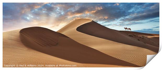 Camels in the Erg Chebbi Sand Dunes, Sahara, Morocco. Print by Paul E Williams