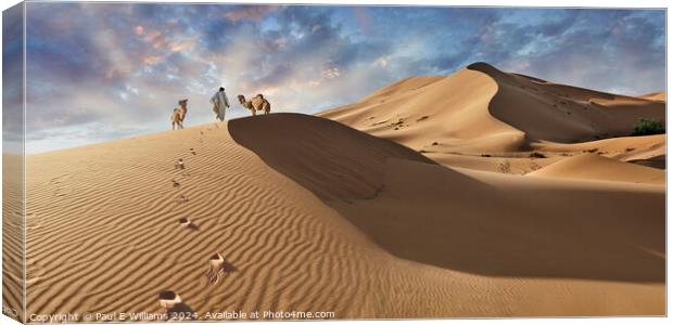 Camels & Berber in the Erg Chebbi Sand Dunes, Sahara, Morocco. Canvas Print by Paul E Williams