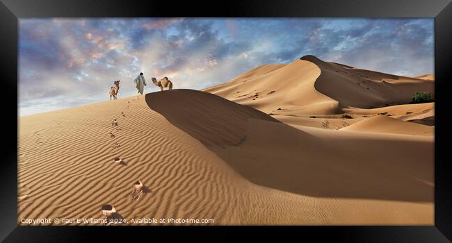 Camels & Berber in the Erg Chebbi Sand Dunes, Sahara, Morocco. Framed Print by Paul E Williams